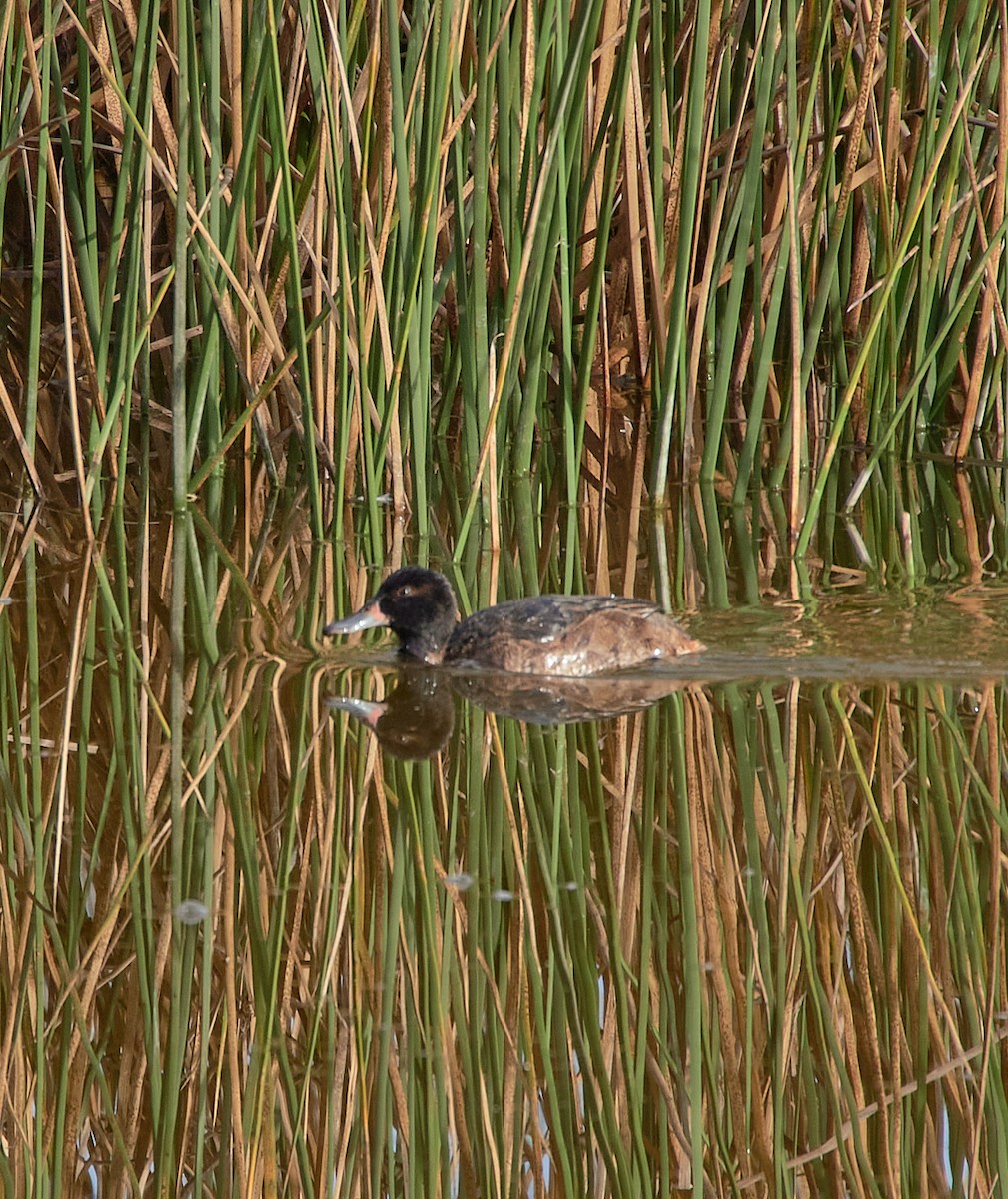 Black-headed Duck - ML641416877