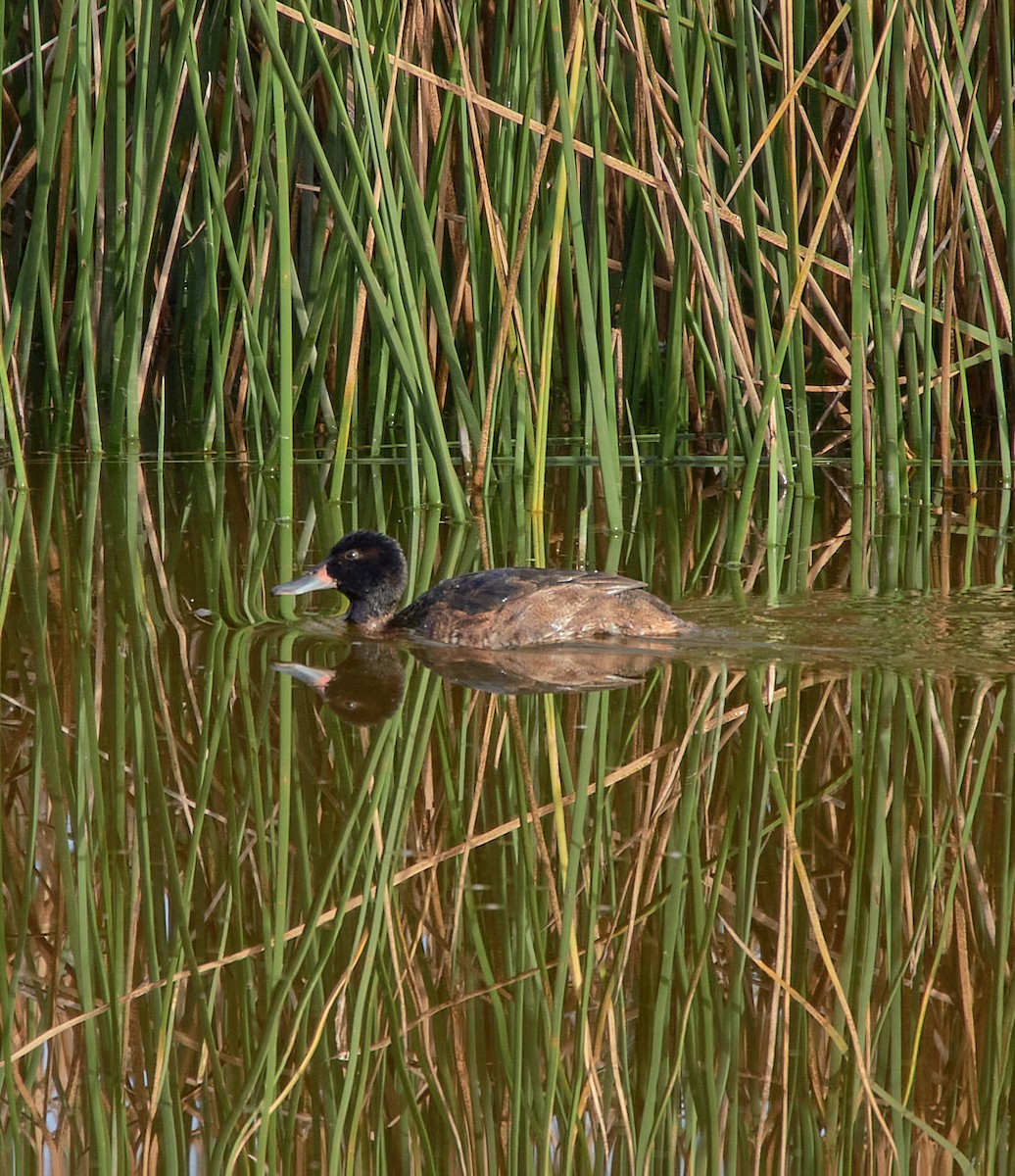 Black-headed Duck - ML641416878