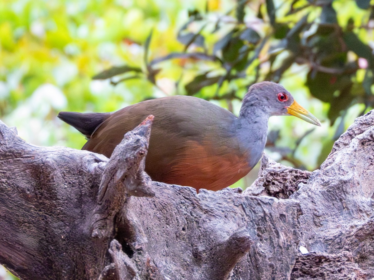 Gray-cowled Wood-Rail - ML641416879
