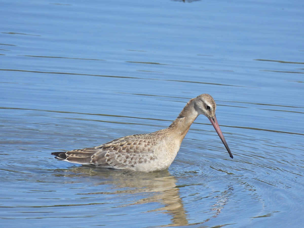 Black-tailed Godwit - ML641416883