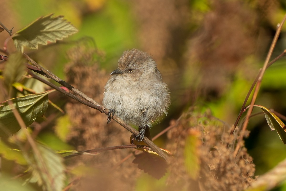 Bushtit - ML641416898