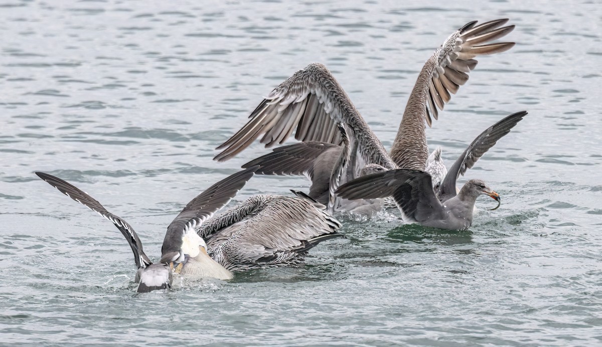 Heermann's Gull - ML641416899