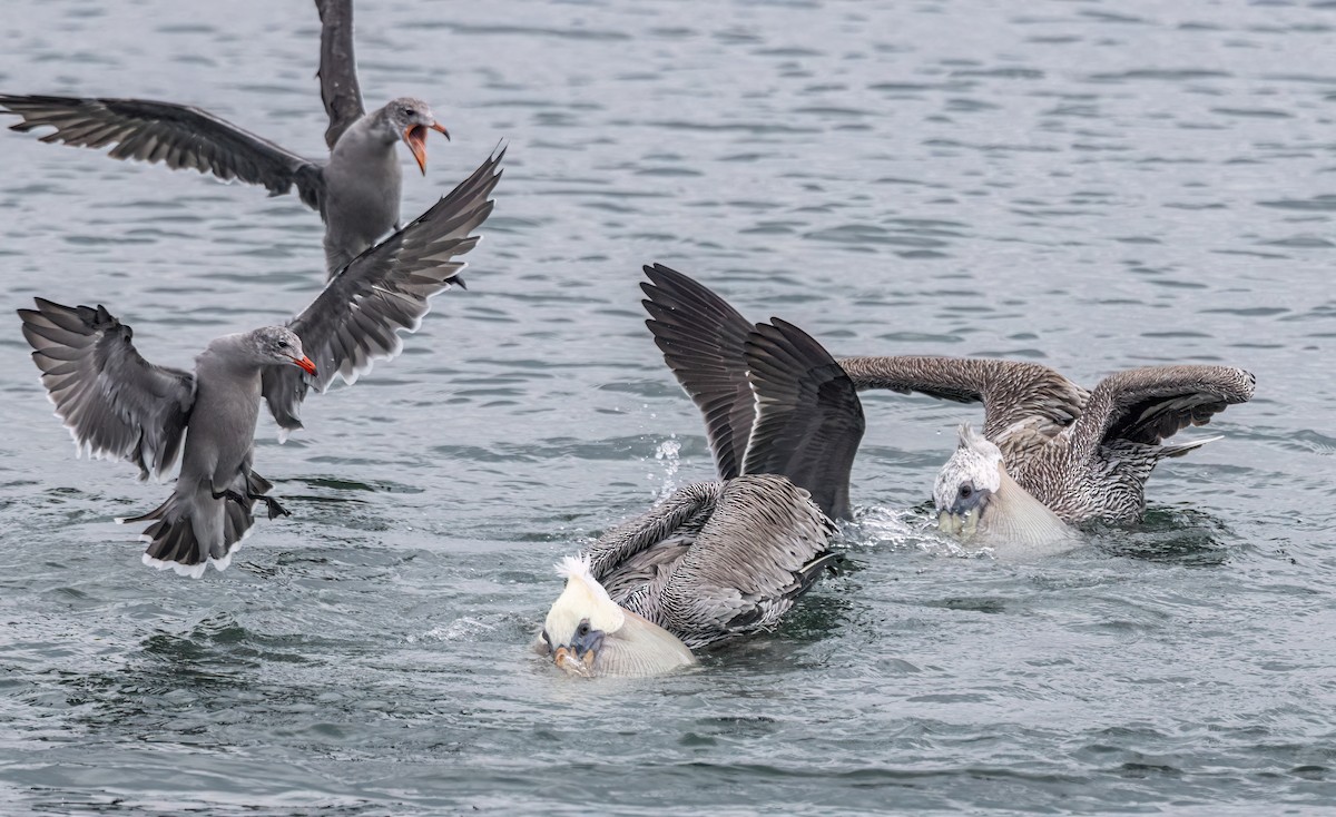 Heermann's Gull - ML641416900