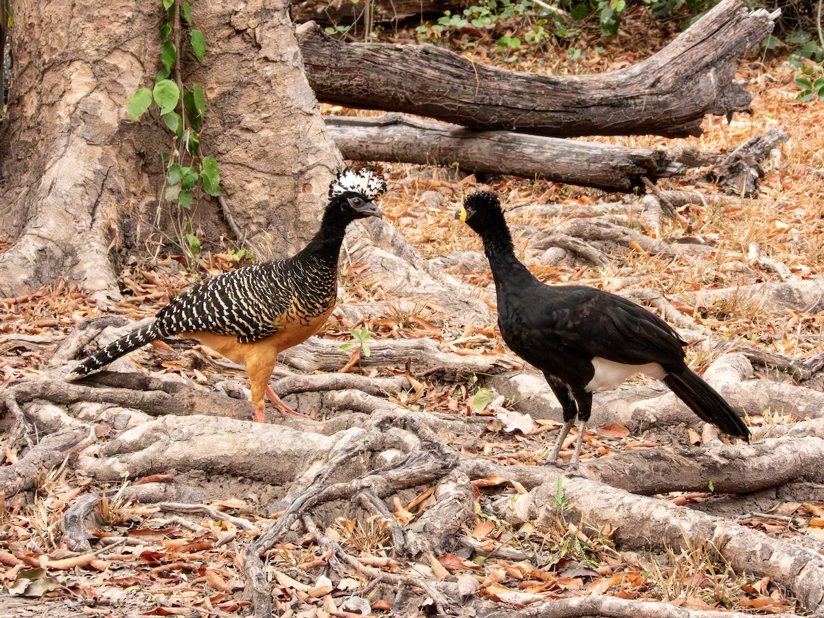 Bare-faced Curassow - ML641416906