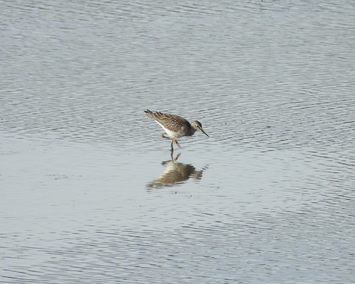 Lesser Yellowlegs - ML641416908