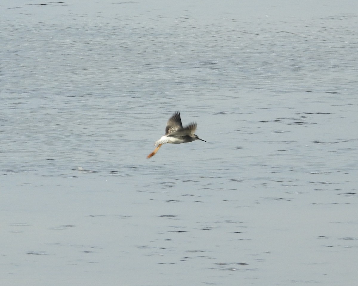 Lesser Yellowlegs - ML641416909