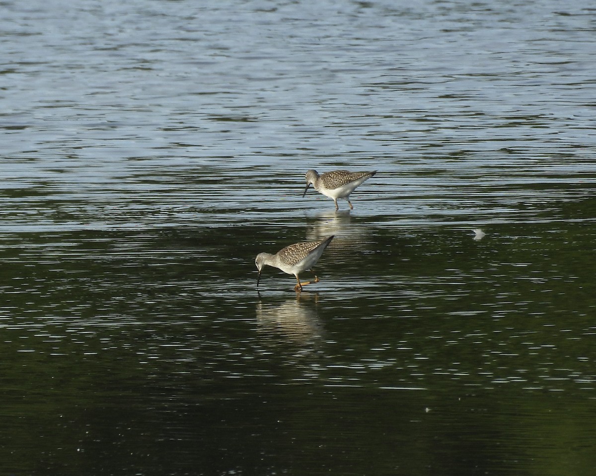 Lesser Yellowlegs - ML641416910