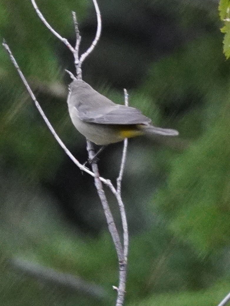 Paruline de Virginia - ML641416912