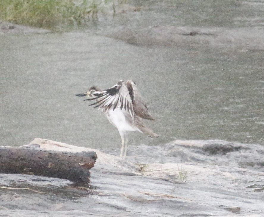 Great Thick-knee - ML641416914