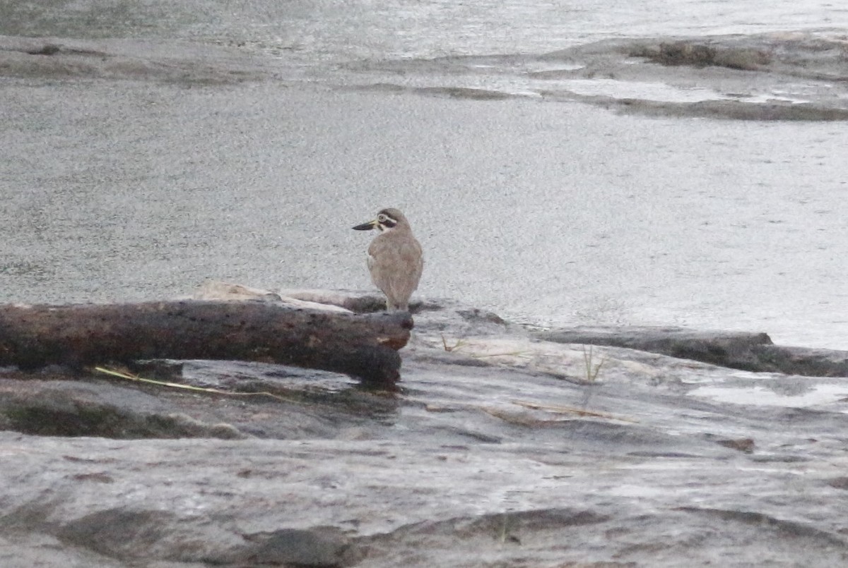 Great Thick-knee - ML641416915