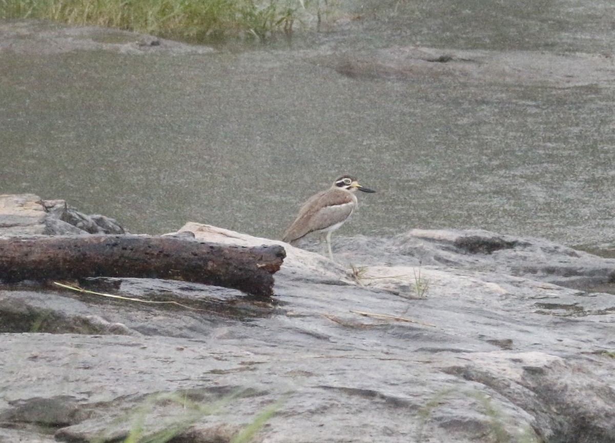 Great Thick-knee - ML641416916