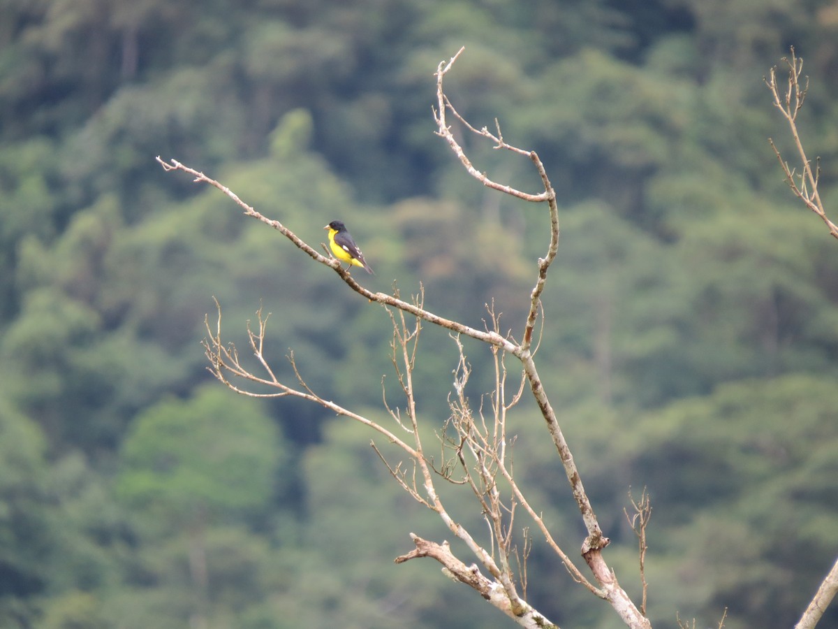 Lesser Goldfinch - ML641416963