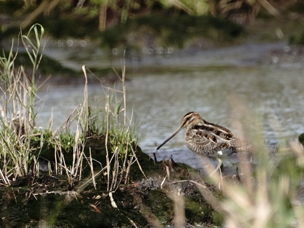 田鷸 - ML641416964