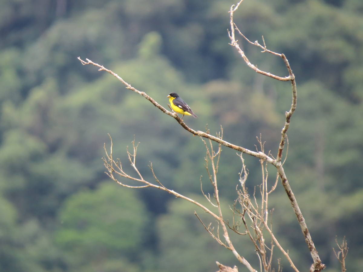 Lesser Goldfinch - ML641416965