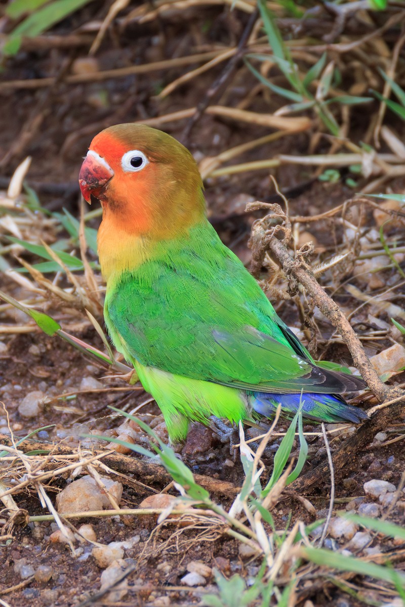 Fischer's Lovebird - ML641416968