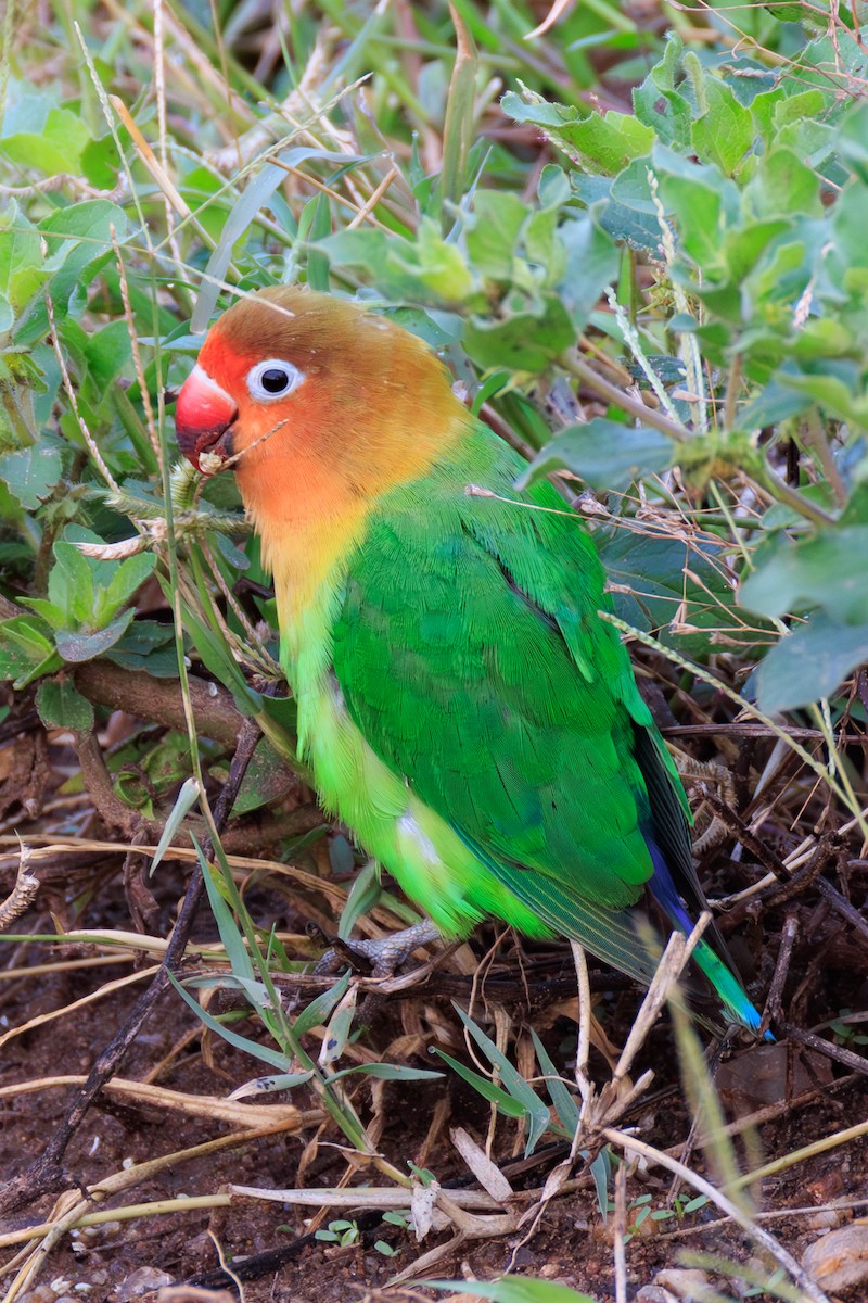 Fischer's Lovebird - ML641416969