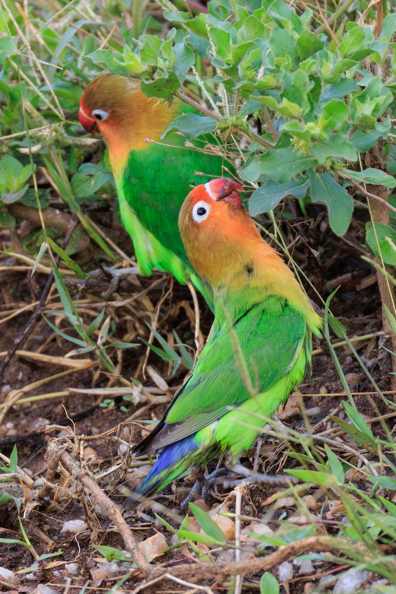 Fischer's Lovebird - ML641416970