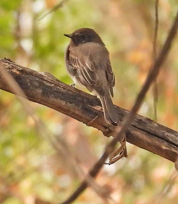 Black Phoebe - ML641416971