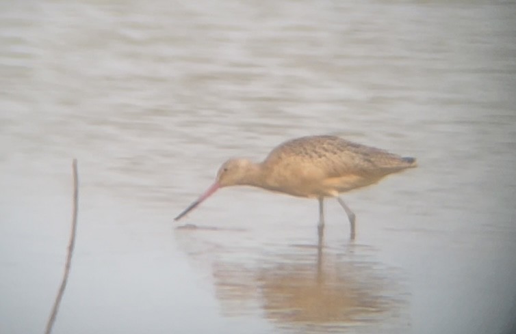Marbled Godwit - ML641416975