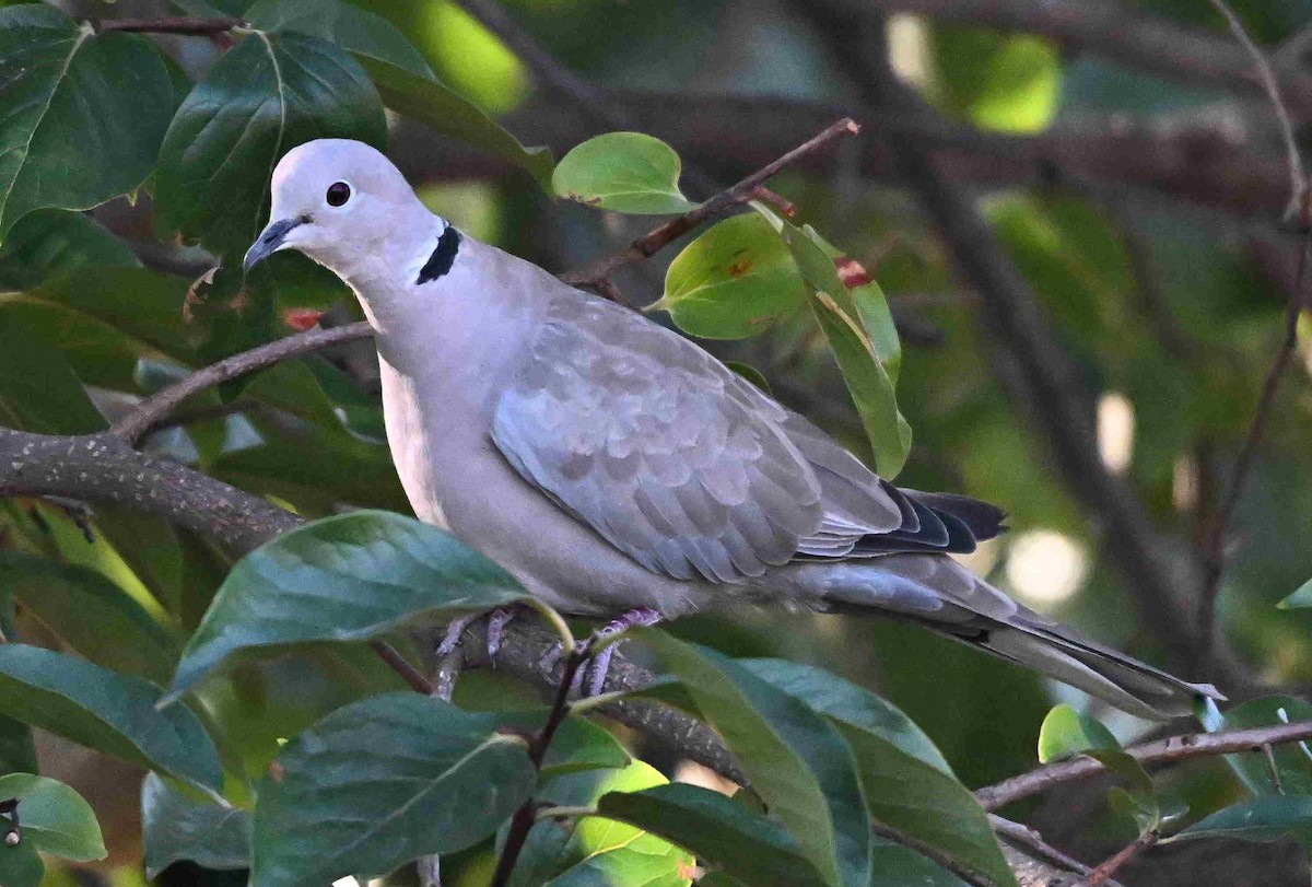 Eurasian Collared-Dove - ML641416977