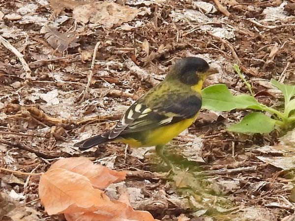 Lesser Goldfinch - ML641416984