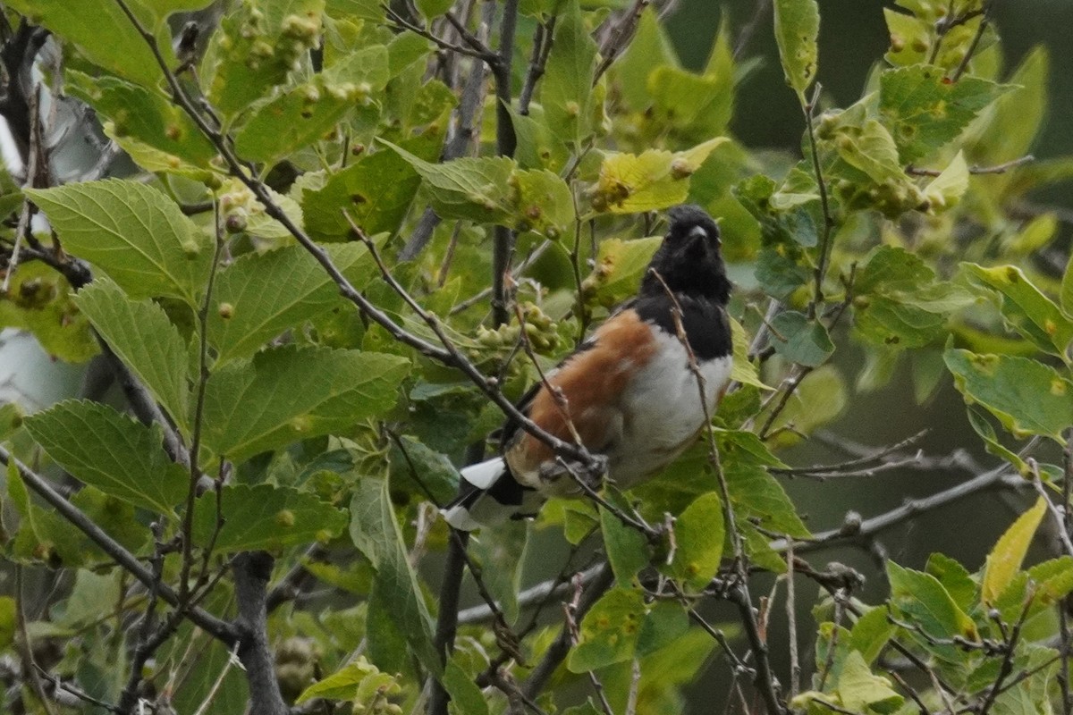 Spotted Towhee - ML641417002