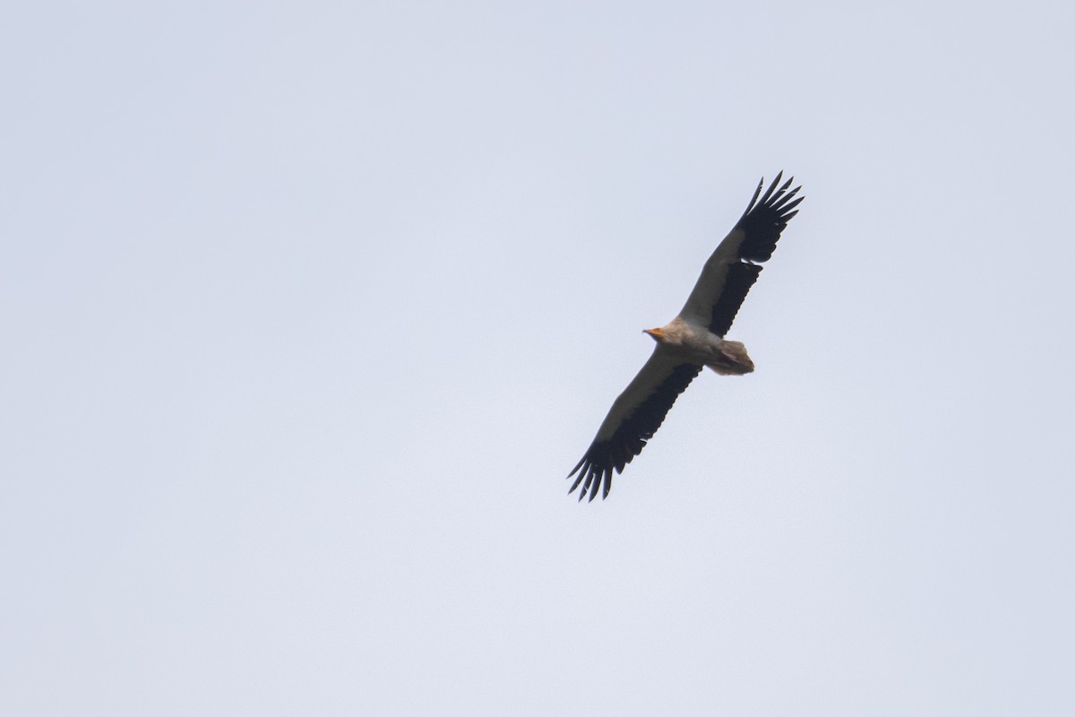 Egyptian Vulture - ML641417043