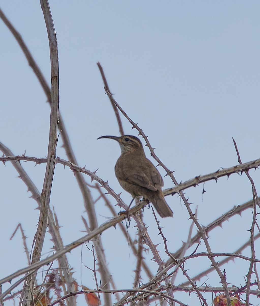 Patagonian Forest Earthcreeper - ML641417054