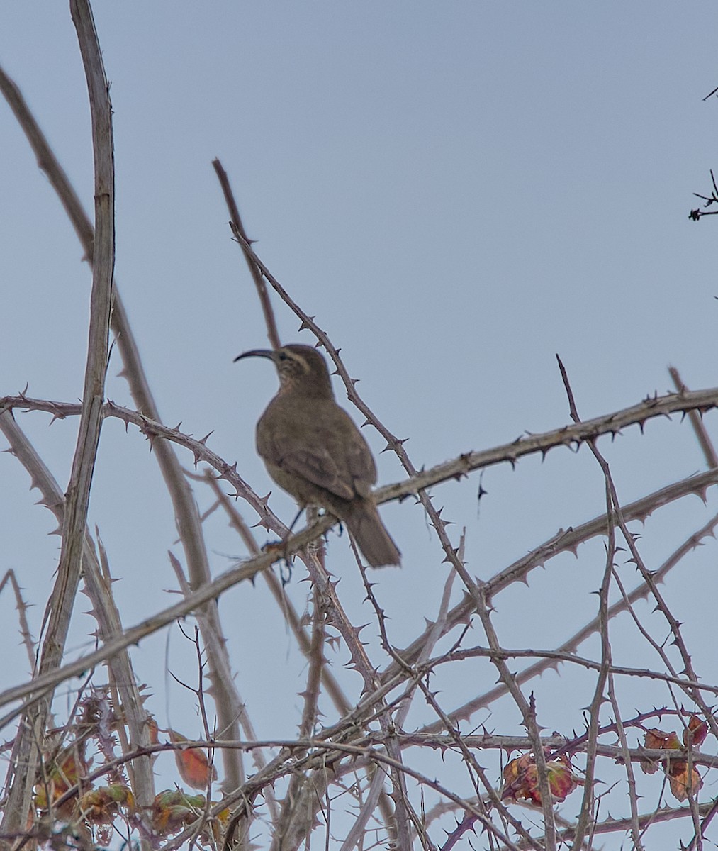 Patagonian Forest Earthcreeper - ML641417055