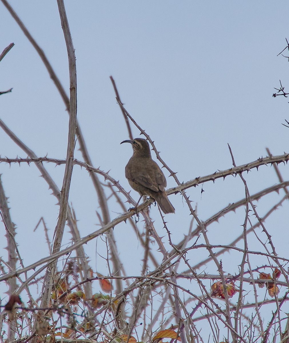 Patagonian Forest Earthcreeper - ML641417056