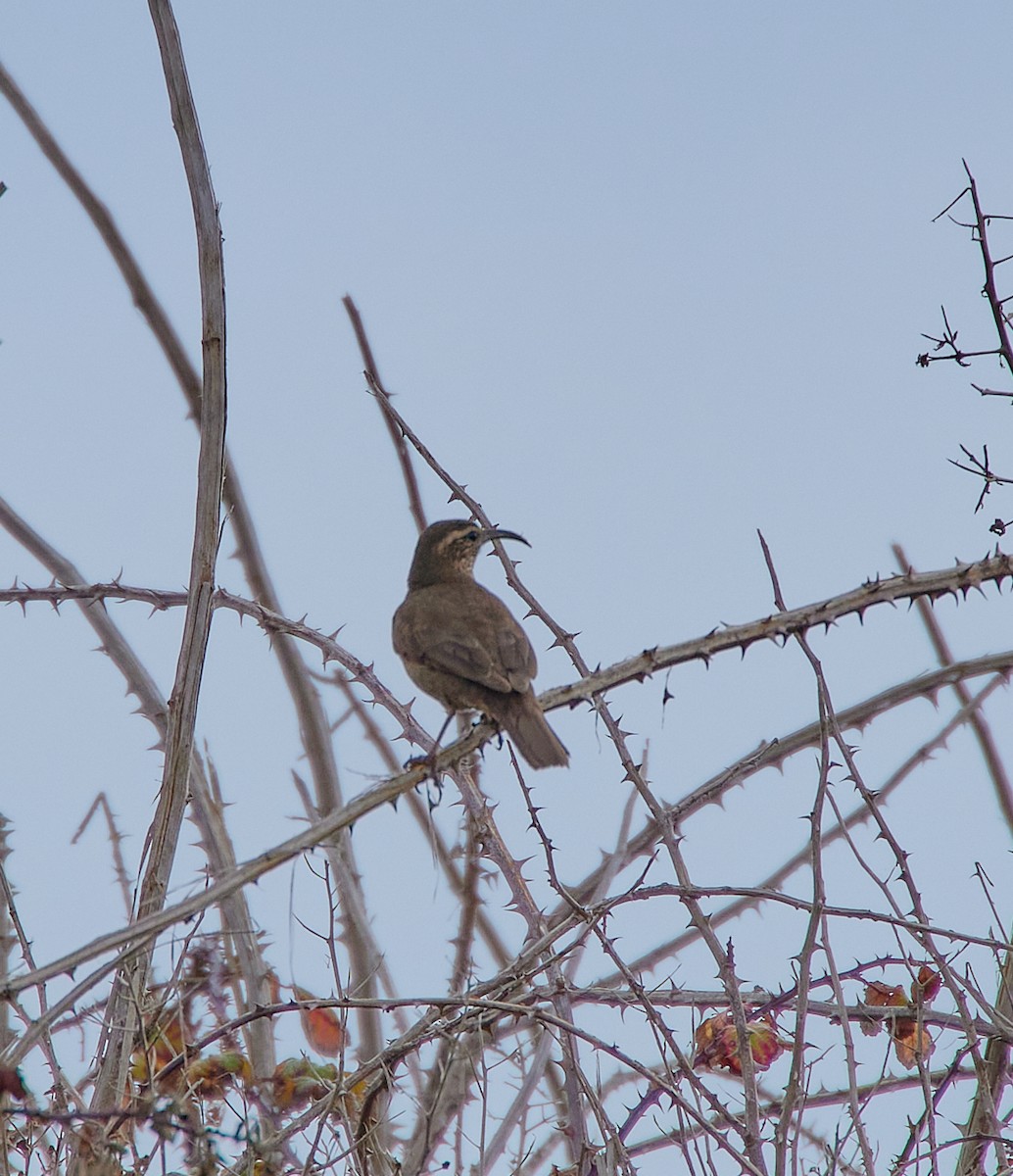 Patagonian Forest Earthcreeper - ML641417057