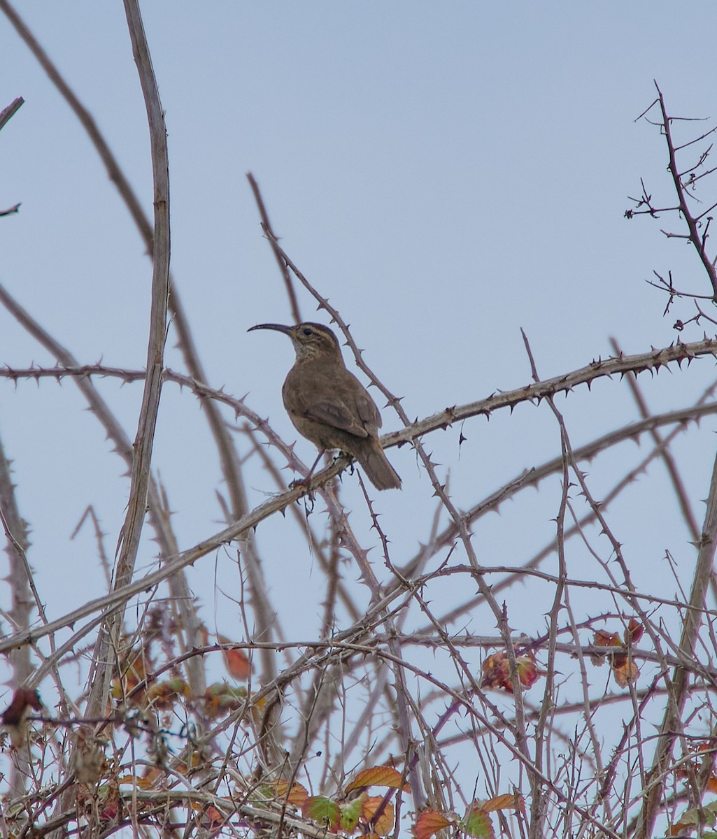 Patagonian Forest Earthcreeper - ML641417058