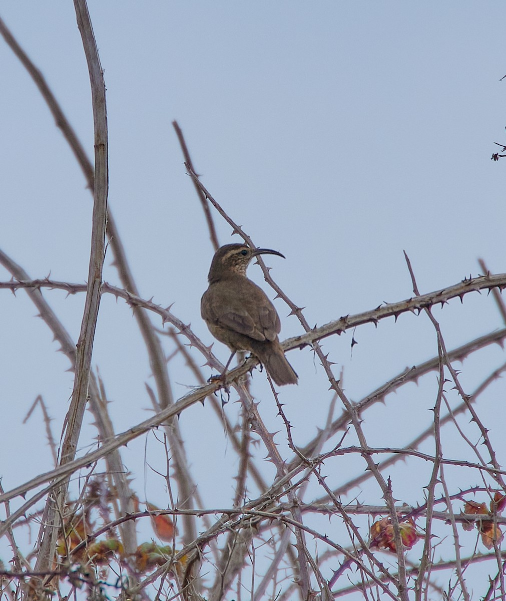 Patagonian Forest Earthcreeper - ML641417059