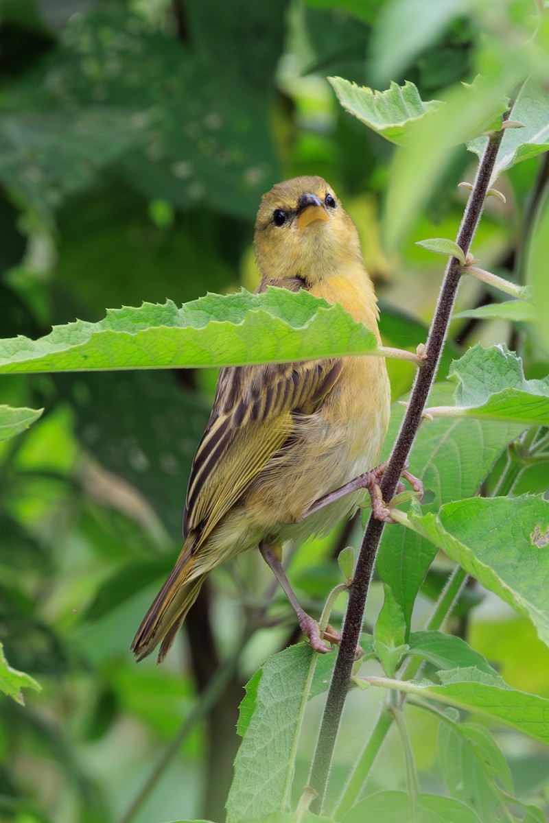 Golden-backed Weaver - ML641417096