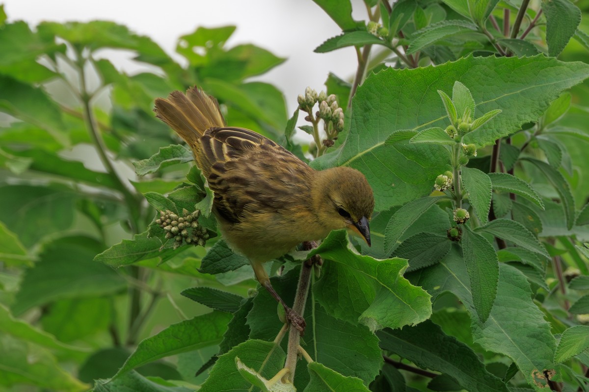 Golden-backed Weaver - ML641417097