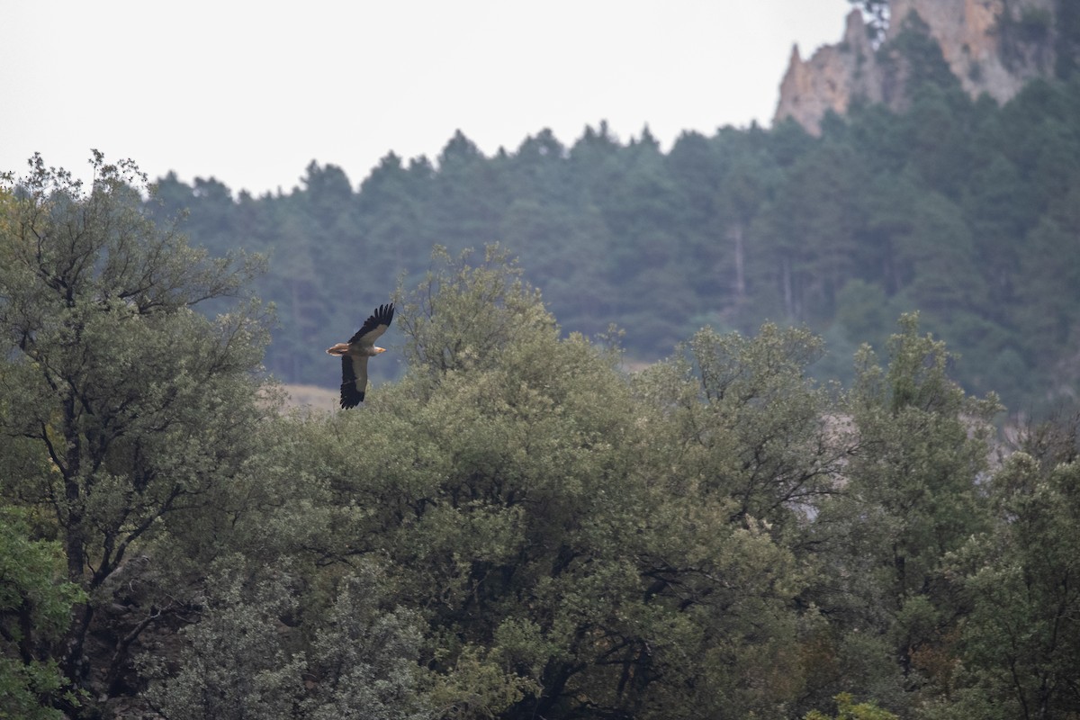 Egyptian Vulture - ML641417099