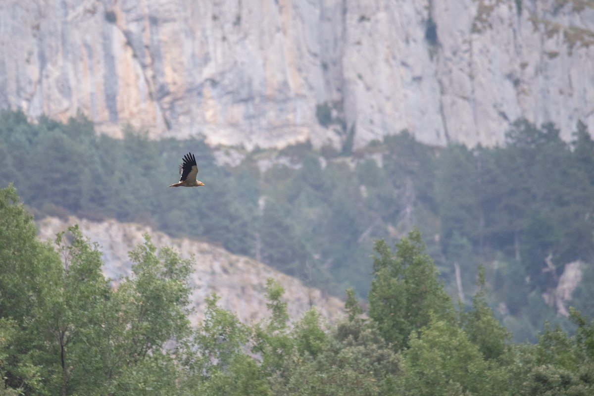 Egyptian Vulture - ML641417103
