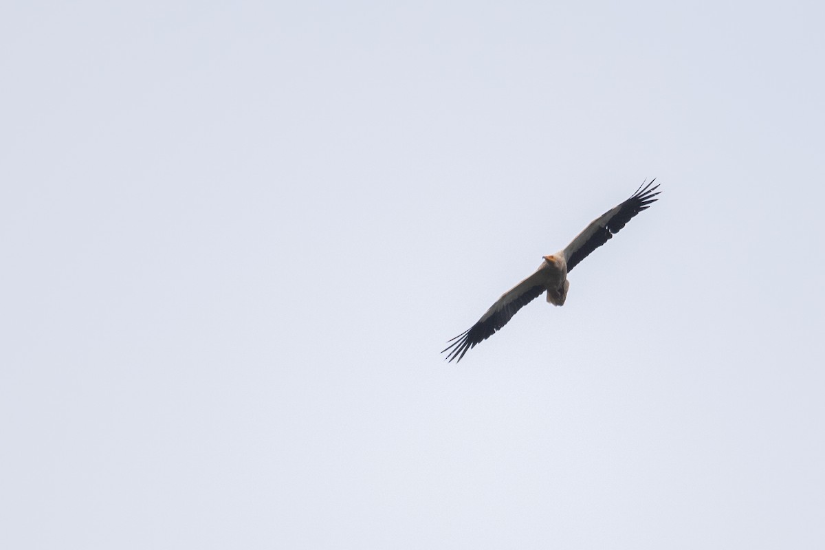 Egyptian Vulture - ML641417107
