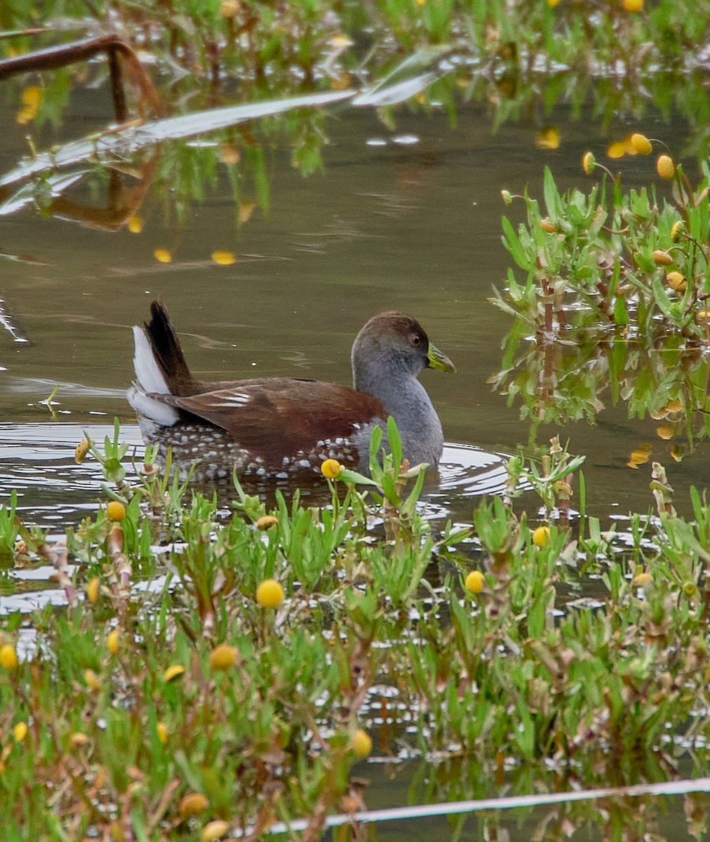 Spot-flanked Gallinule - ML641417120