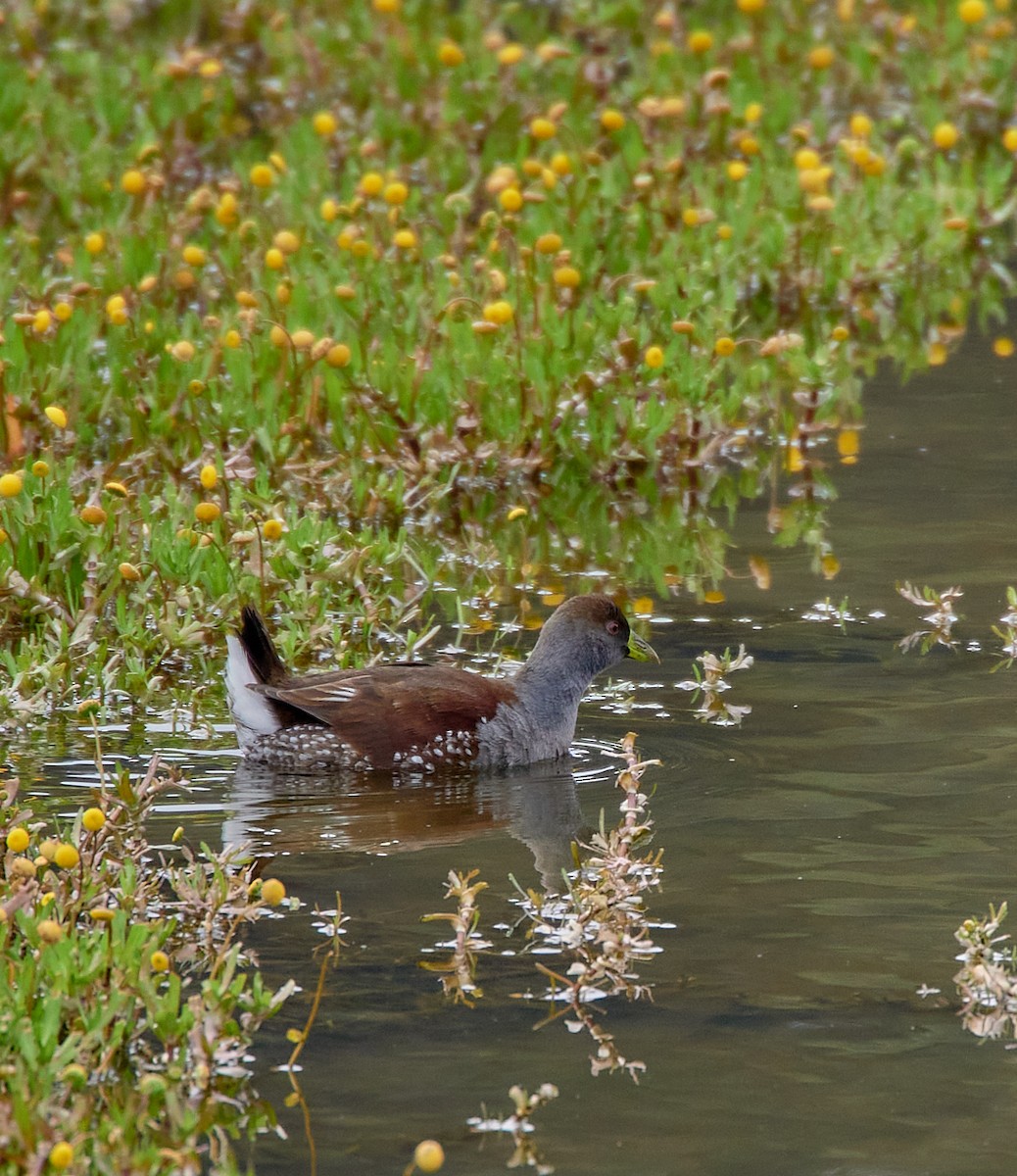Spot-flanked Gallinule - ML641417121