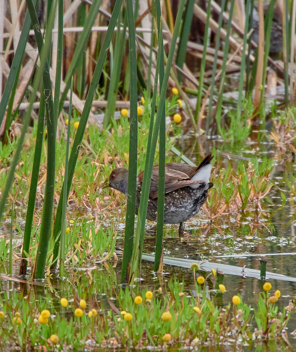 Spot-flanked Gallinule - ML641417122