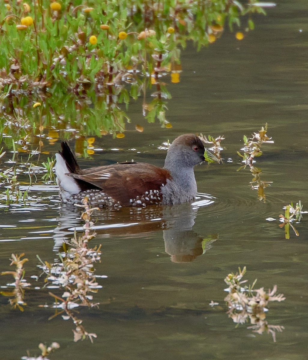 Spot-flanked Gallinule - ML641417123