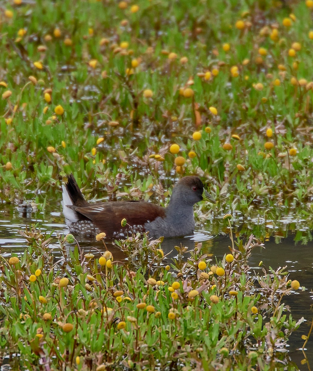Spot-flanked Gallinule - ML641417124