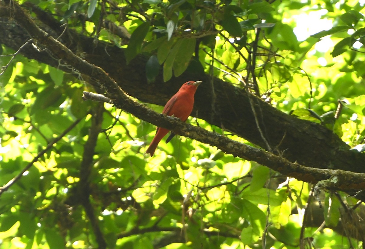 Summer Tanager - ML641417199