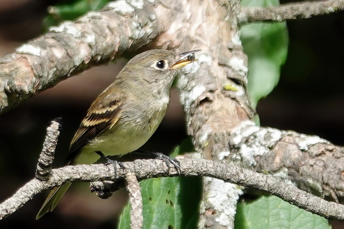 Least Flycatcher - ML641417200