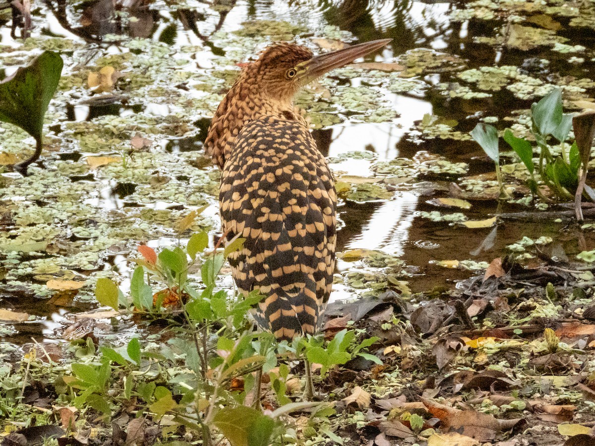Rufescent Tiger-Heron - ML641417201