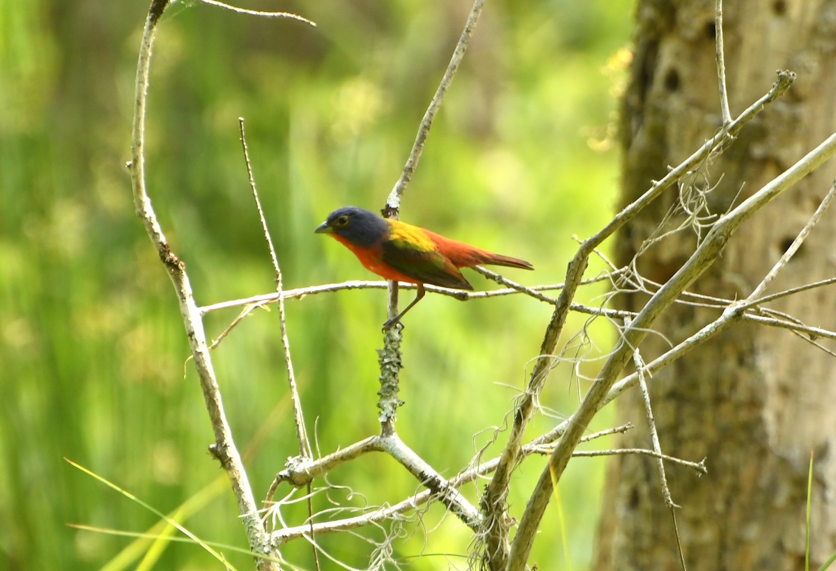 Painted Bunting - ML641417210