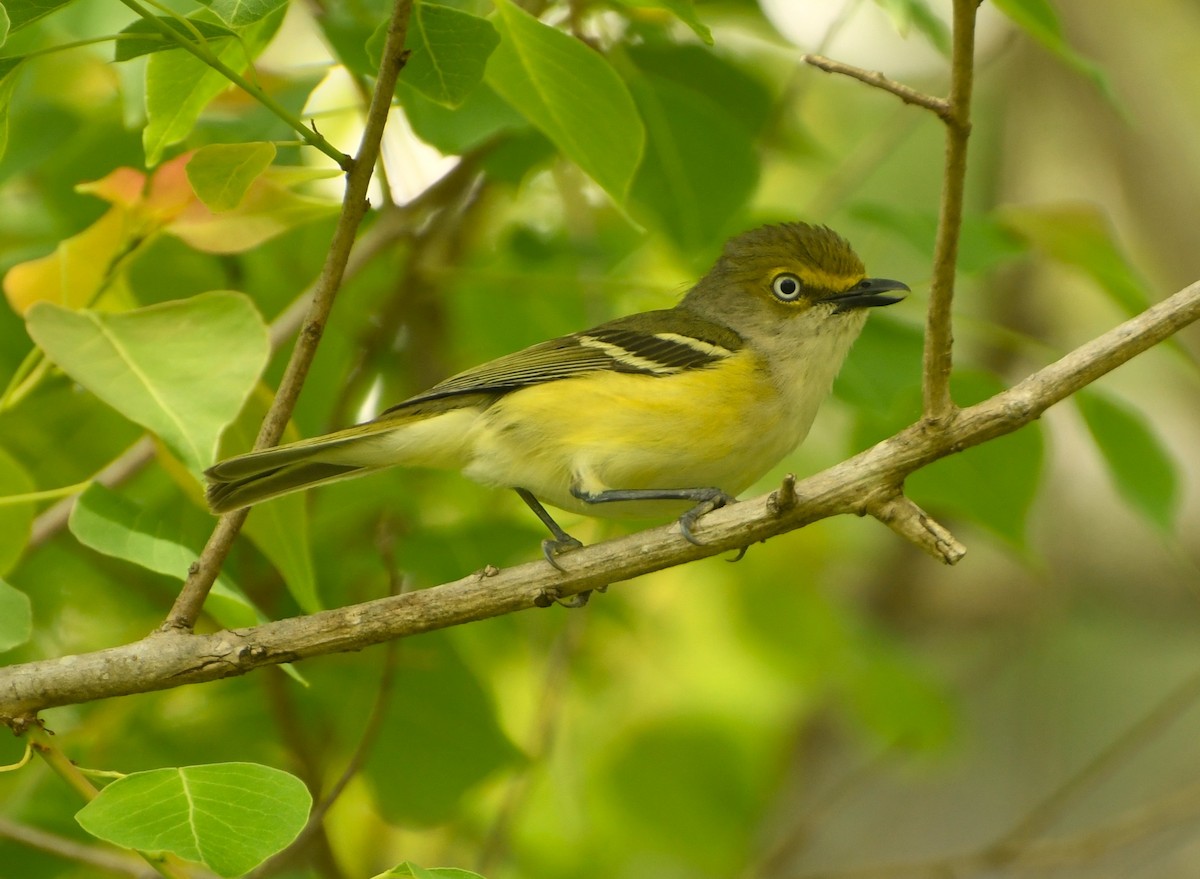 White-eyed Vireo - ML641417218