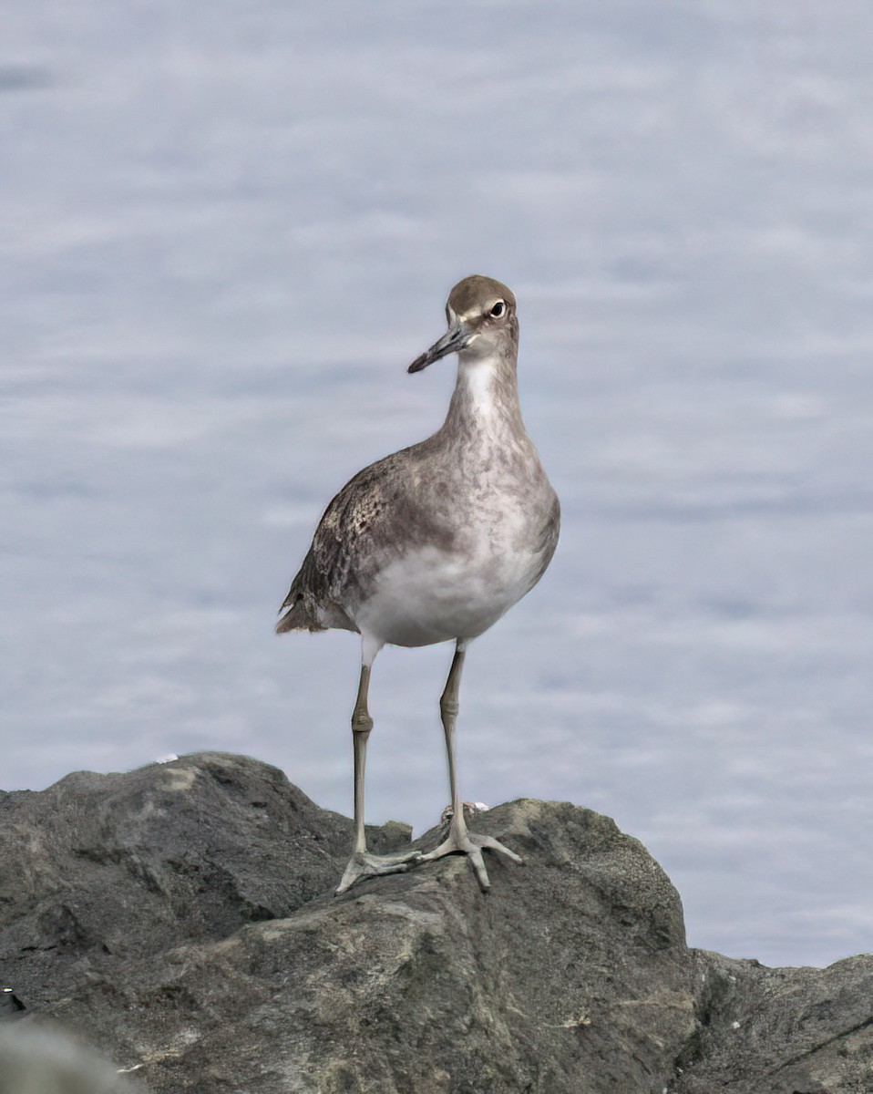 Willet - ML641417221