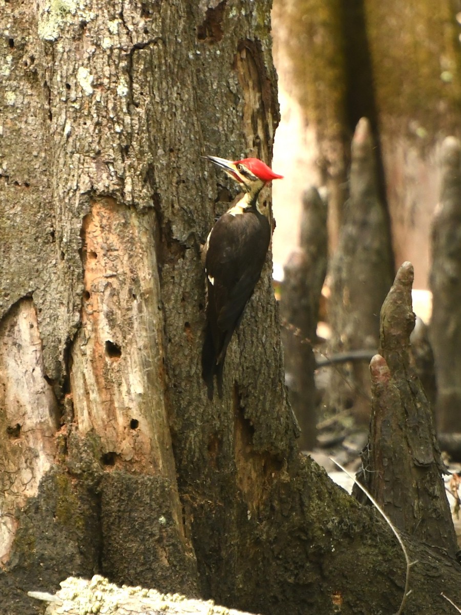 Pileated Woodpecker - ML641417224